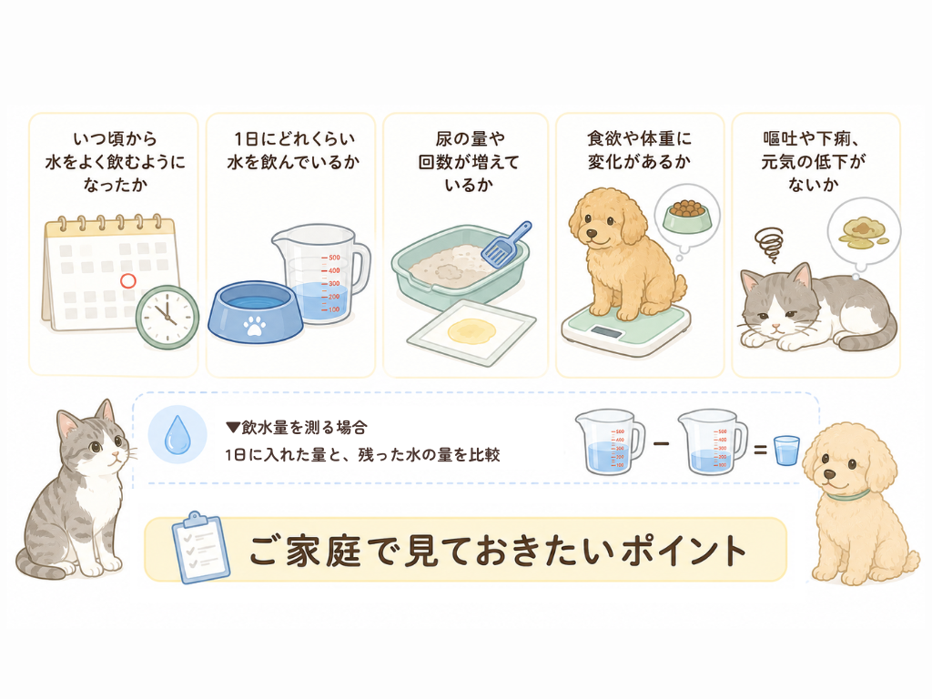 犬や猫が水をよく飲む・尿が多いときに自宅で観察すべき項目(時期、飲水量、尿量、体重、体調)と計測方法を説明したイラスト