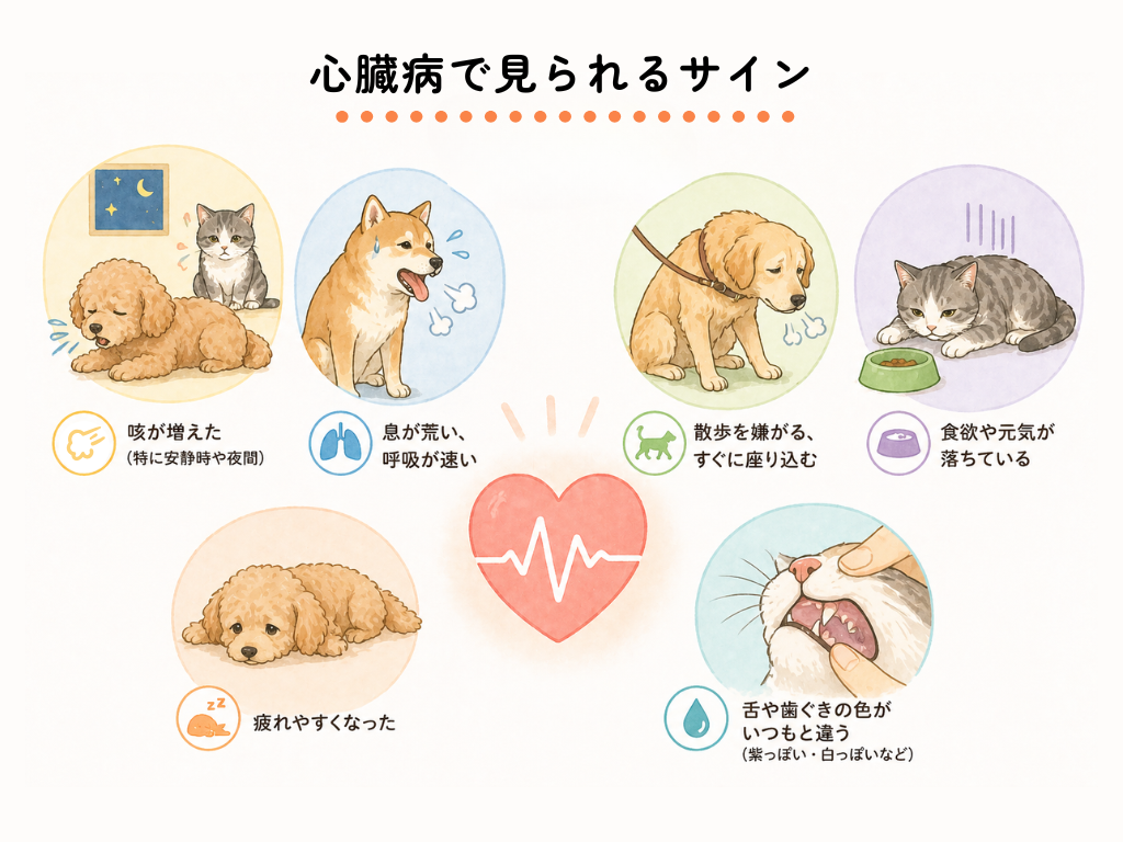 犬や猫の心臓病で見られる主な症状をまとめたイラスト。咳の増加、呼吸が速い・荒い、散歩を嫌がる、食欲や元気の低下、疲れやすさ、舌や歯ぐきの色の変化などのサインを示している。